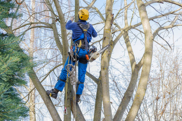 Trusted Aitkin, MN Tree Services Experts